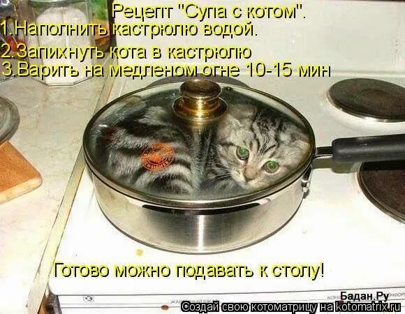 Суп с котом рецепт. Кот в кастрюле. Кот кастрюля суп. 3 кота готовим