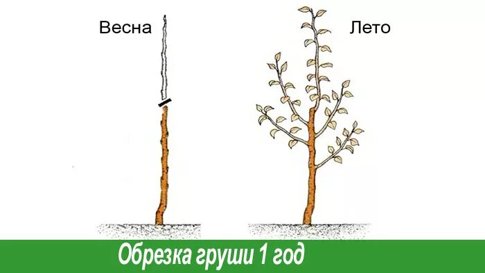 Как обрезать грушу весной видео. Обрезать грушу весной. Схема обрезки груши Чижовская. Груша Чижовская формирование кроны. Подрезка колоновидной груши весной.