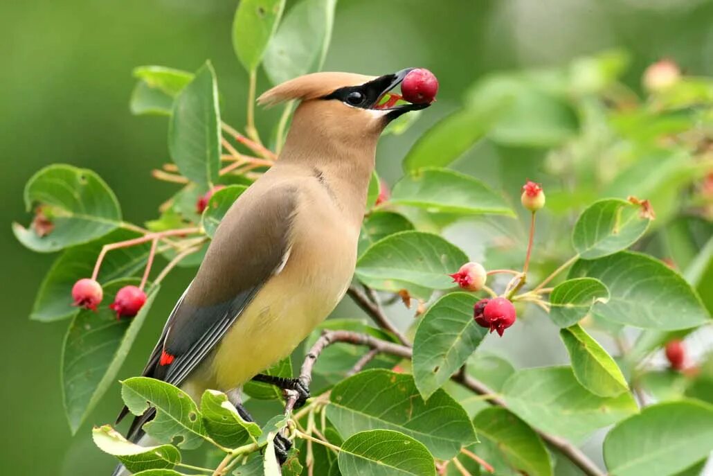 Какие птицы растительные. Птицы. Птицы распространители семян. Птицы разносят семена. Птицы которые едят ягоды.