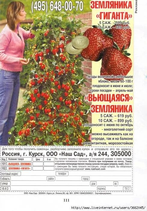 Клубника гирлянда отзывы. Земляника вьющаяся ремонтантная крупноплодная. вьющаяся клубника. клубника плетущаяся. вьющаяся клубника сорта.