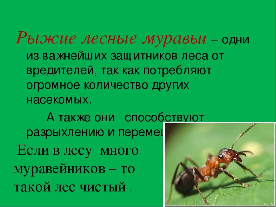 Лесной муравей тип развития. Презентация про муравьёв. Описание муравьев. Интересный доклад про муравьев. Интересные факты о насекомых.