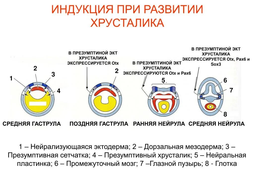 Миопия хрусталик. Формирование глаза в эмбриогенезе. Возрастная гиперметропия. Хрусталик развивается из. Хрусталик развивается из.