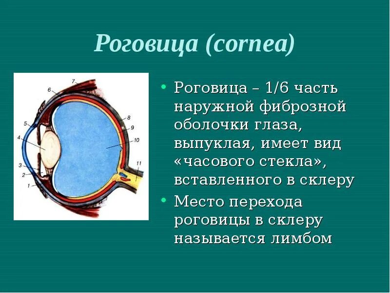 Плотная наружная оболочка глаза называется. Клиническая анатомия органа зрения. Части фиброзной оболочки глаза. Фибрознаяоболоска глаза. Фиброзная оболочка глазного яблока.