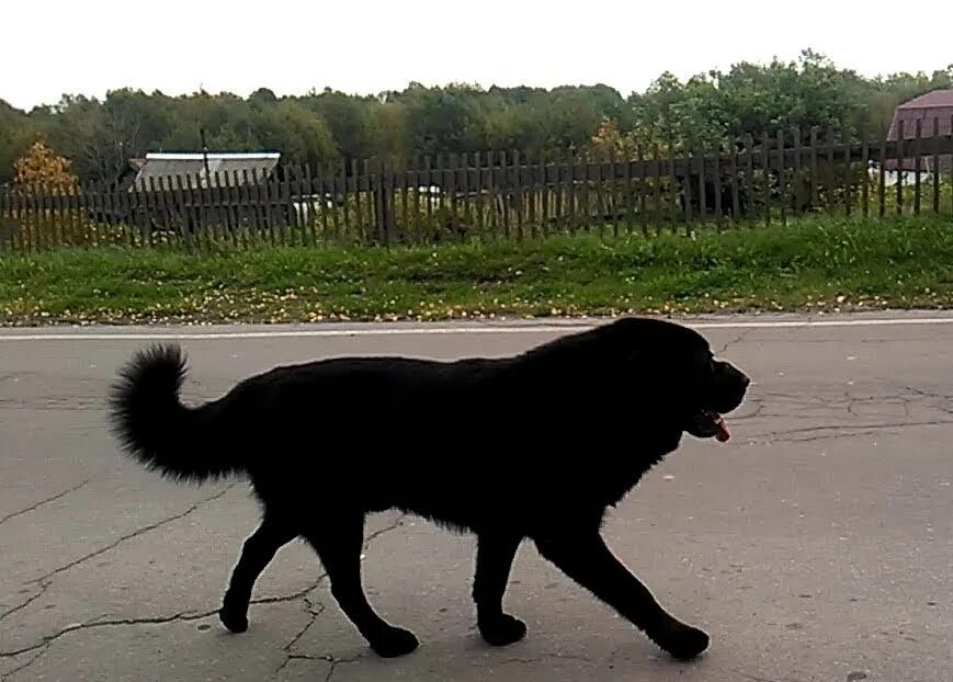 Встретить черную собаку