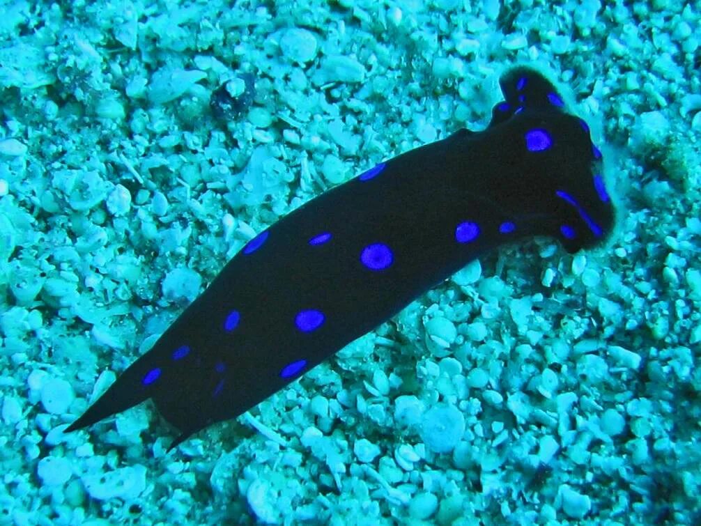 бескрылая гагарка вымерший вид.