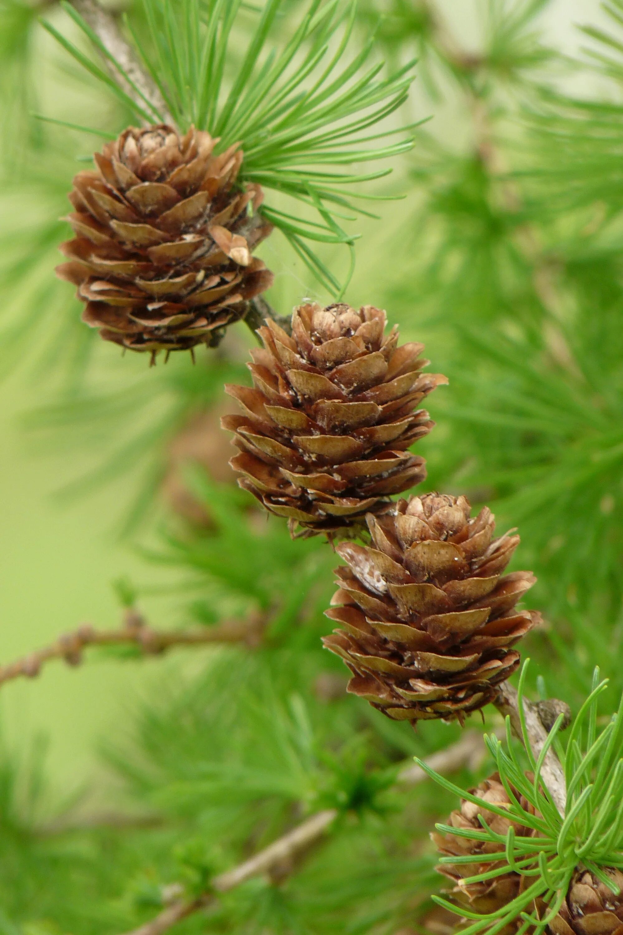 Лиственница Гмелина шишки. Лиственница Сибирская Larix sibirica. Лиственница европейская шишки. Лиственница Гмелина.