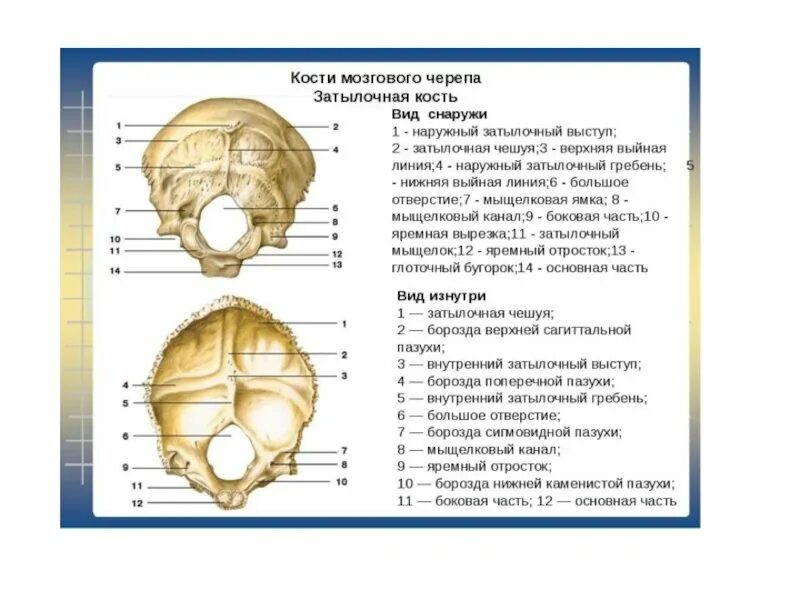Кости черепа затылок. Затылочная кость черепа анатомия части. Затылочная кость вид снаружи и изнутри. Затылочная кость наружная поверхность. Затылочная кость строение на латыни.