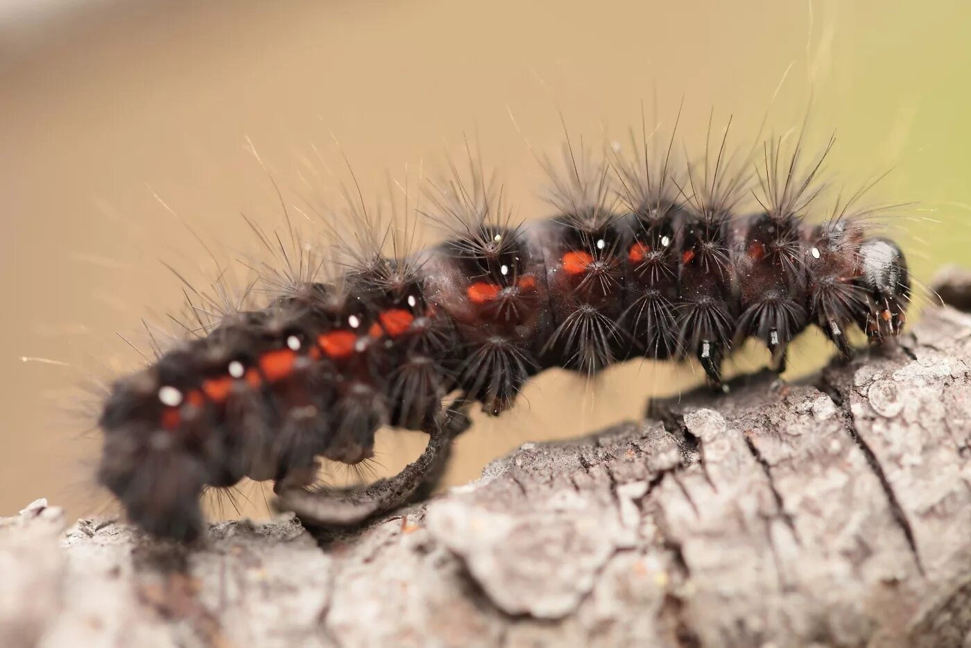 Гусеница огневка пушистая. Гусеница бабочки carthaea saturnioides. Совка стрельчатка гусеница. Гусеница бабочки carthaea saturnioides. Гусеница бабочки махаон.