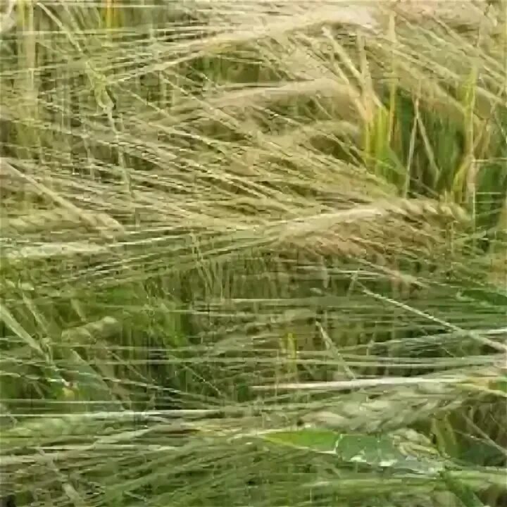 Овес гривастый. Ячмень сорт калькуль. Зерновое поле. Поле ячменя. Ячмень фуражный.