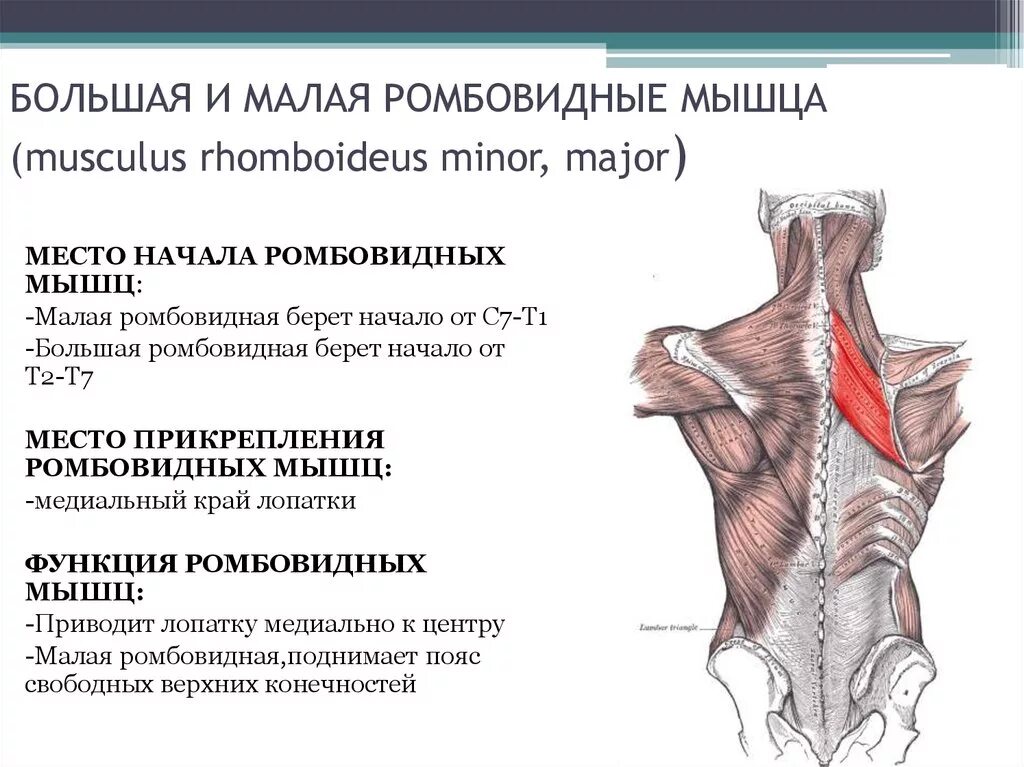 Трапециевидная функция. Функции мышц спины ромбовидная мышца. Малая ромбовидная мышца спины. Большая и малая ромбовидные мышцы начало и прикрепление функции. Ромбовидные мышцы спины анатомия.