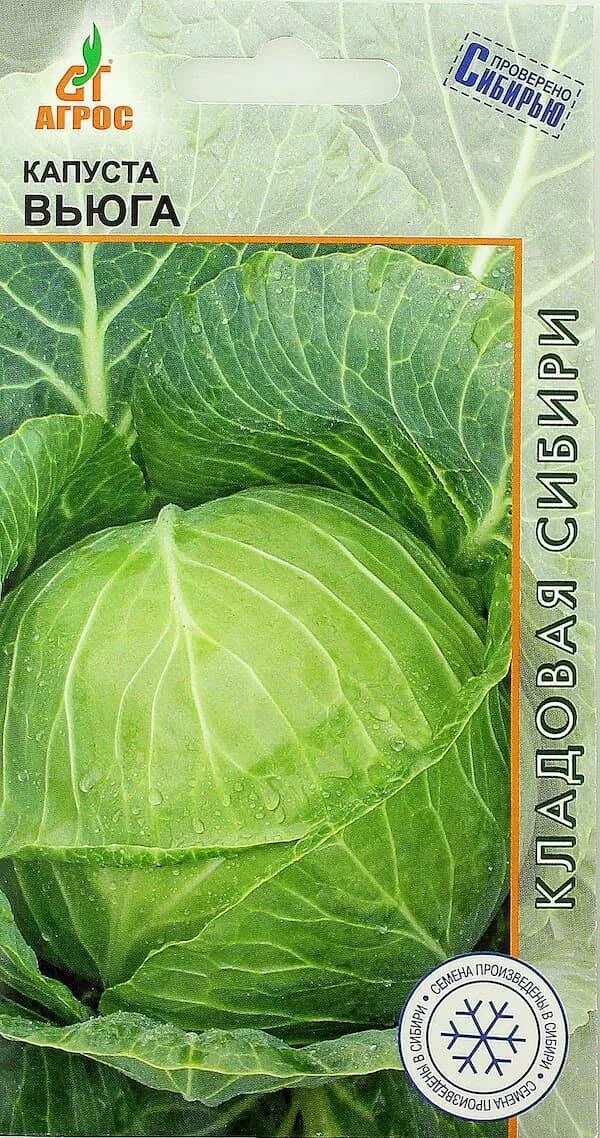 Сорт вьюга. Сорт вьюга. Огурец вьюга f1. Огурцы сорт вьюга. Капуста вьюга фото.