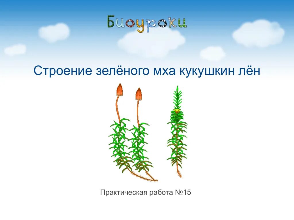 Взрослое растение мхов. Зелёный мох Кукушкин лён строение. Мох Кукушкин лён строение мужской. Строение растения Кукушкин лен. Мхи Кукушкин лен и сфагнум.