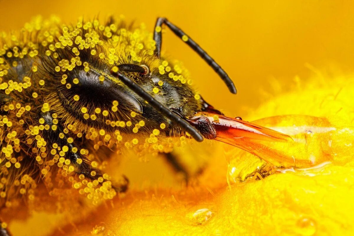 Пчелиная пыльца (Bee pollen). Пыльца и нектар. Пчела с пыльцой. Нектар пчелиный. Пчела питается пыльцой