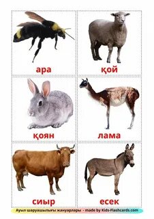 Мәжбүрленген анальный секс әуесқойлық видео алғаш рет ауыруы орысша