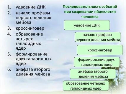 Установите верную последовательность событий начиная с оплодотворения