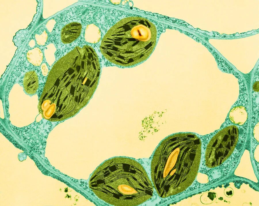 клетки листа сфагнума под микроскопом. срез клетки растения. сфагнум аэренхима. флоэма микрофотография. паренхима сканирующий микроскоп.