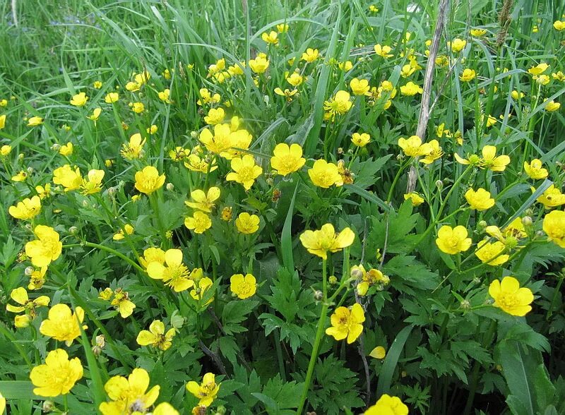 Лютик ползучий. Лютик ползучий Ranunculus repens. Лютик ползучий (Ranunculus repens l.). Лютик стелющийся. Трава из лютиковых 7 букв