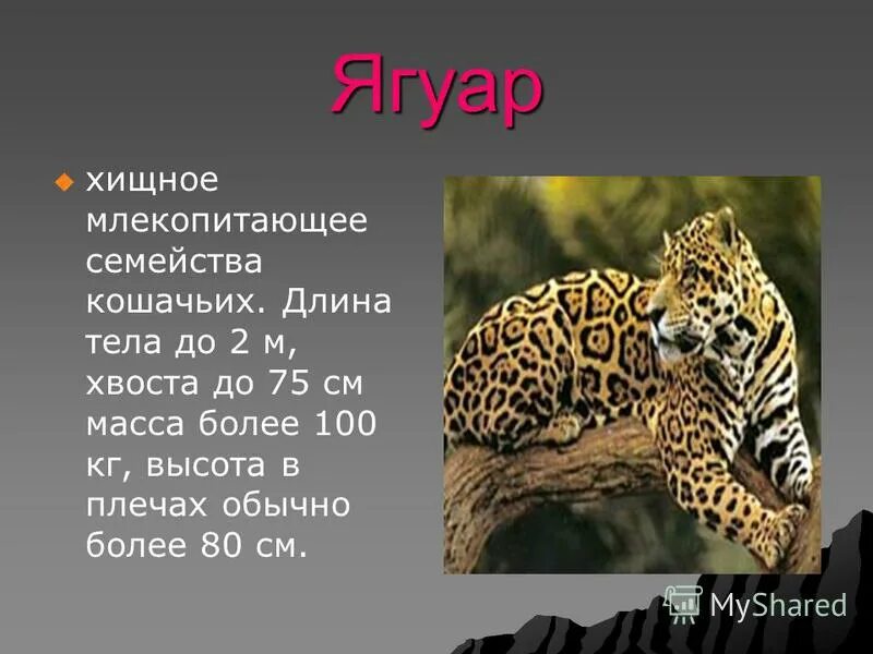 млекопитающее семейства кошачьих кроссворд. семейство кошачьих представители. снежные барсы южной сибири. млекопитающее семейства кошачьих кроссворд. семейства хищных млекопитающих.