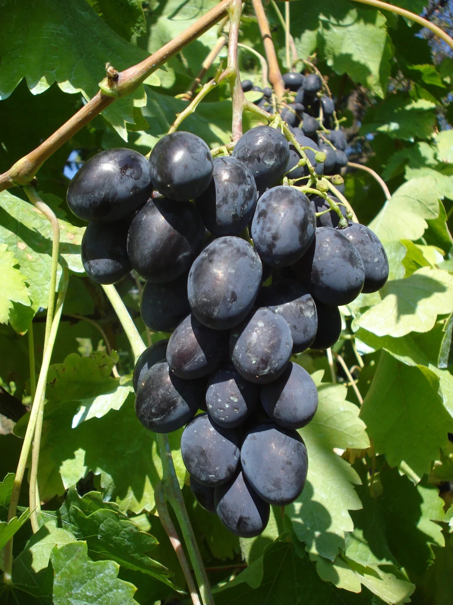 Сорт винограда Блэк Мэджик. Сорт винограда чёрный принц. Сорт винограда сапфир. Виноград черный сапфир.
