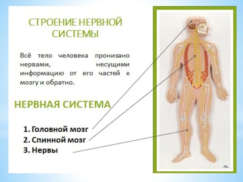 Обобщение по теме нервная система. Нервная система человека 4 класс. органы относящиеся к нервной системе человека. презентация по теме нервная система. нервная система человека окружающий мир.
