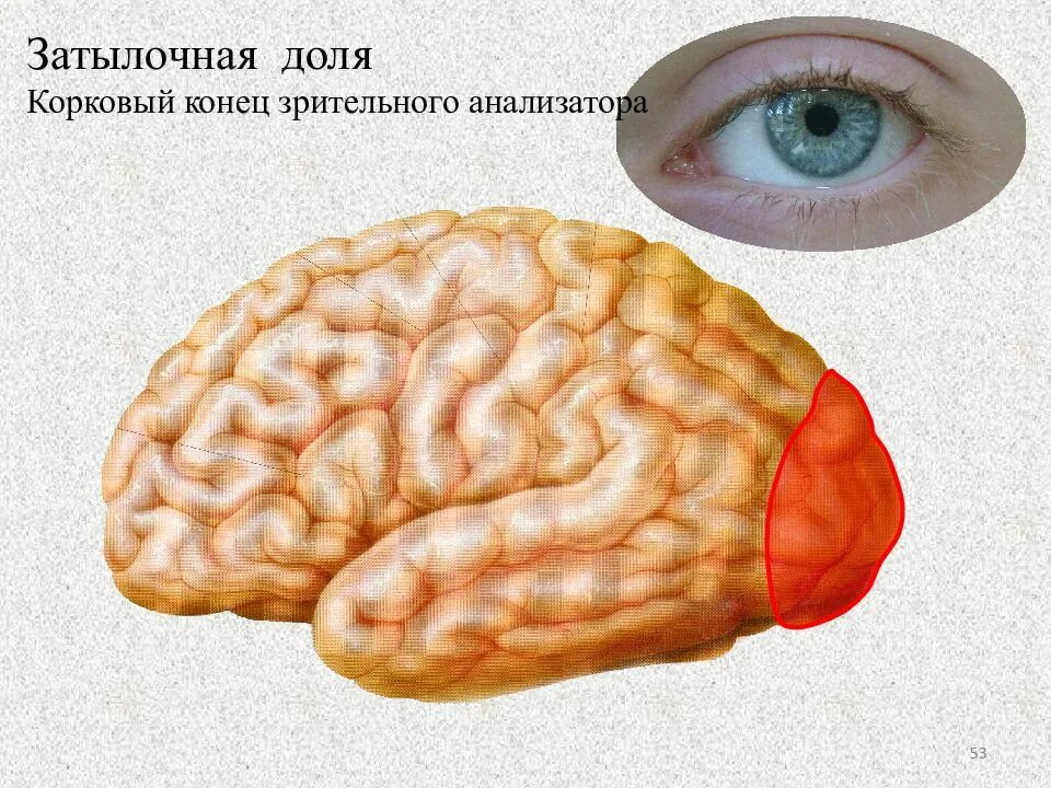 В затылочной доле мозга расположены. Корковый отдел зрительного анализатора зоны.