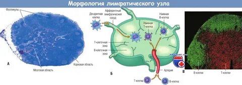 Клеточная зона