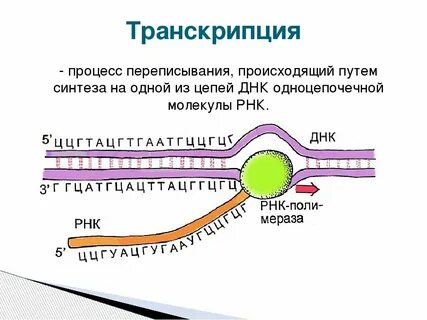 Укажите характеристики процесса транскрипции