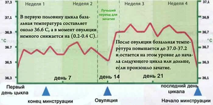 Количество овуляций. Как понять день овуляции. Как определить цикл овуляции. Какопределитт овуляцию. Первый день овуляции.