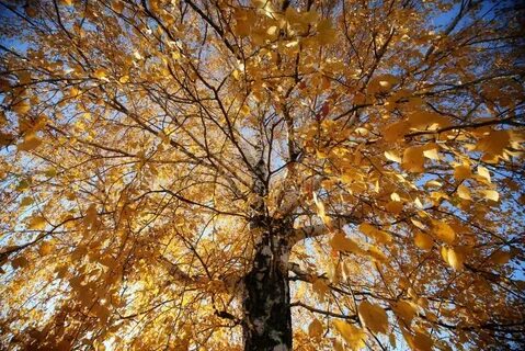 Какая золотистая осень какой золотистый ковер