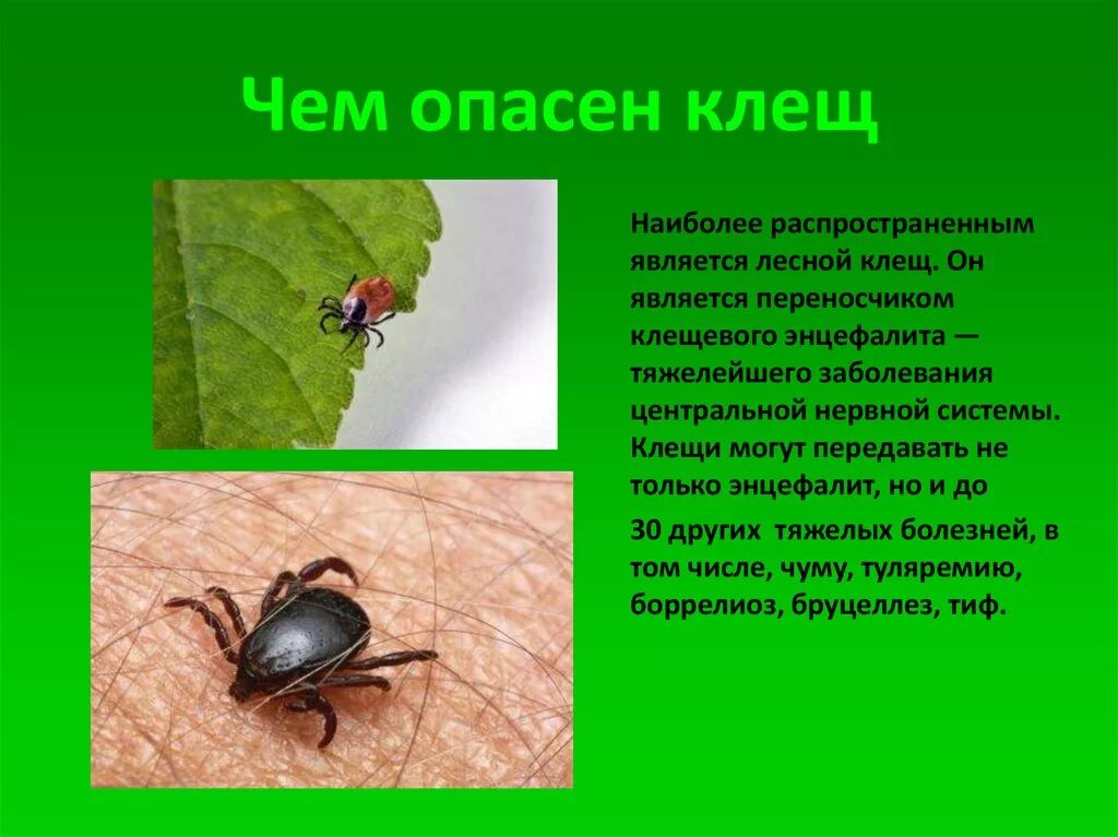 Окружающее насколько. Лесные опасности 2 класс насекомые клещ. Опасности в лесу клещи 2 класс. Клещи опасность. Какие клещи опасны для человека.