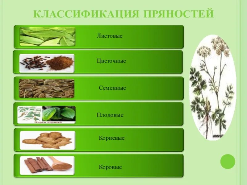 Пряная группа. Классификация специй. Пряности и приправы классификация. Классификация приправ схема. Плодово семенные пряности.