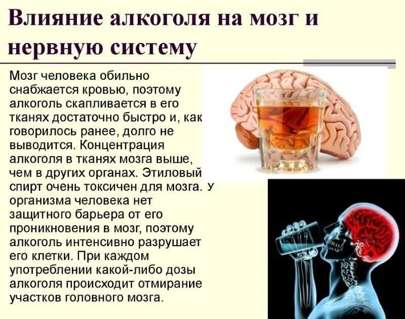 Почему тянет пить. Алкоголь и нервная система.
