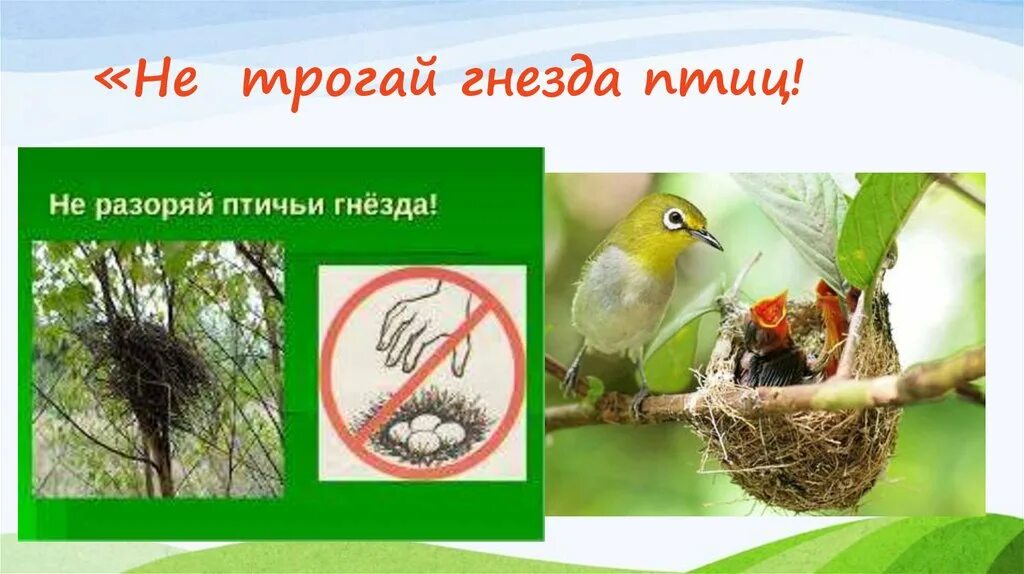 Не разоряй птичьи гнезда. Разоренные гнезда птиц. Рисунок не разоряйте птичьи гнезда. Не разрушайте птичьи гнезда.
