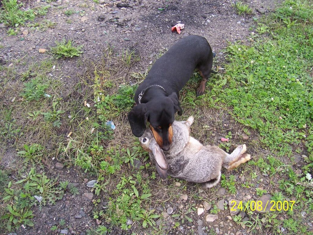 такса норная собака. на кого охотятся таксы. такса охотник с ружьем. собака охотник такса. такса охотится на барсука.