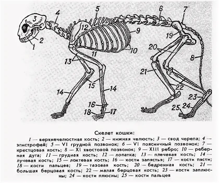 Анатомия костей задних конечностей кошки. Скелет кота с названием костей. Скелет лапы кошки строение. Скелет кошки с обозначениями.