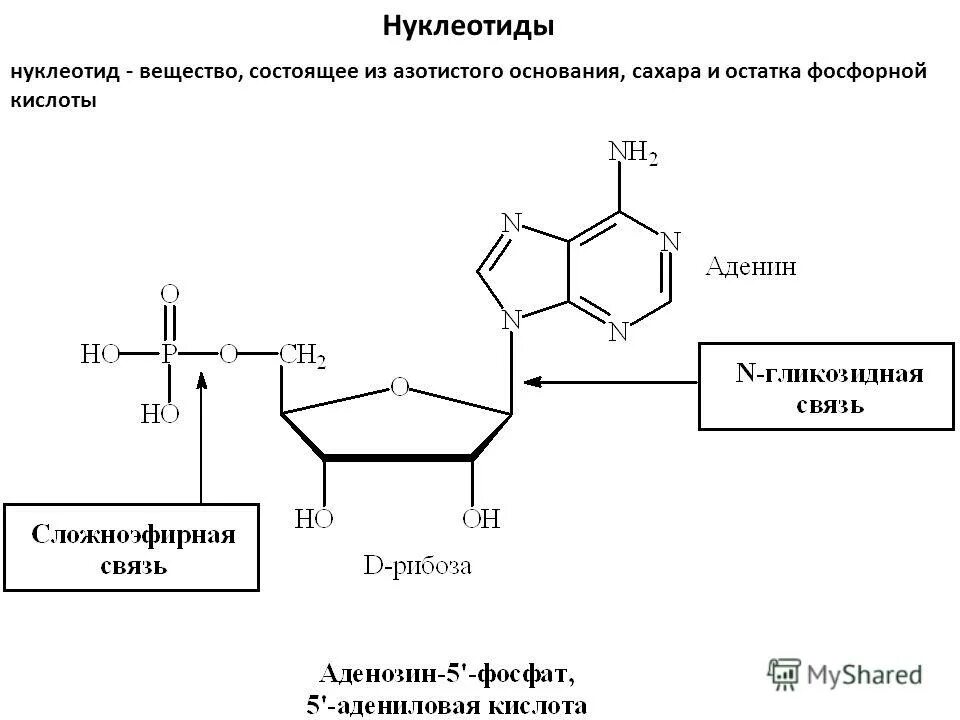 Название нуклеотидов днк