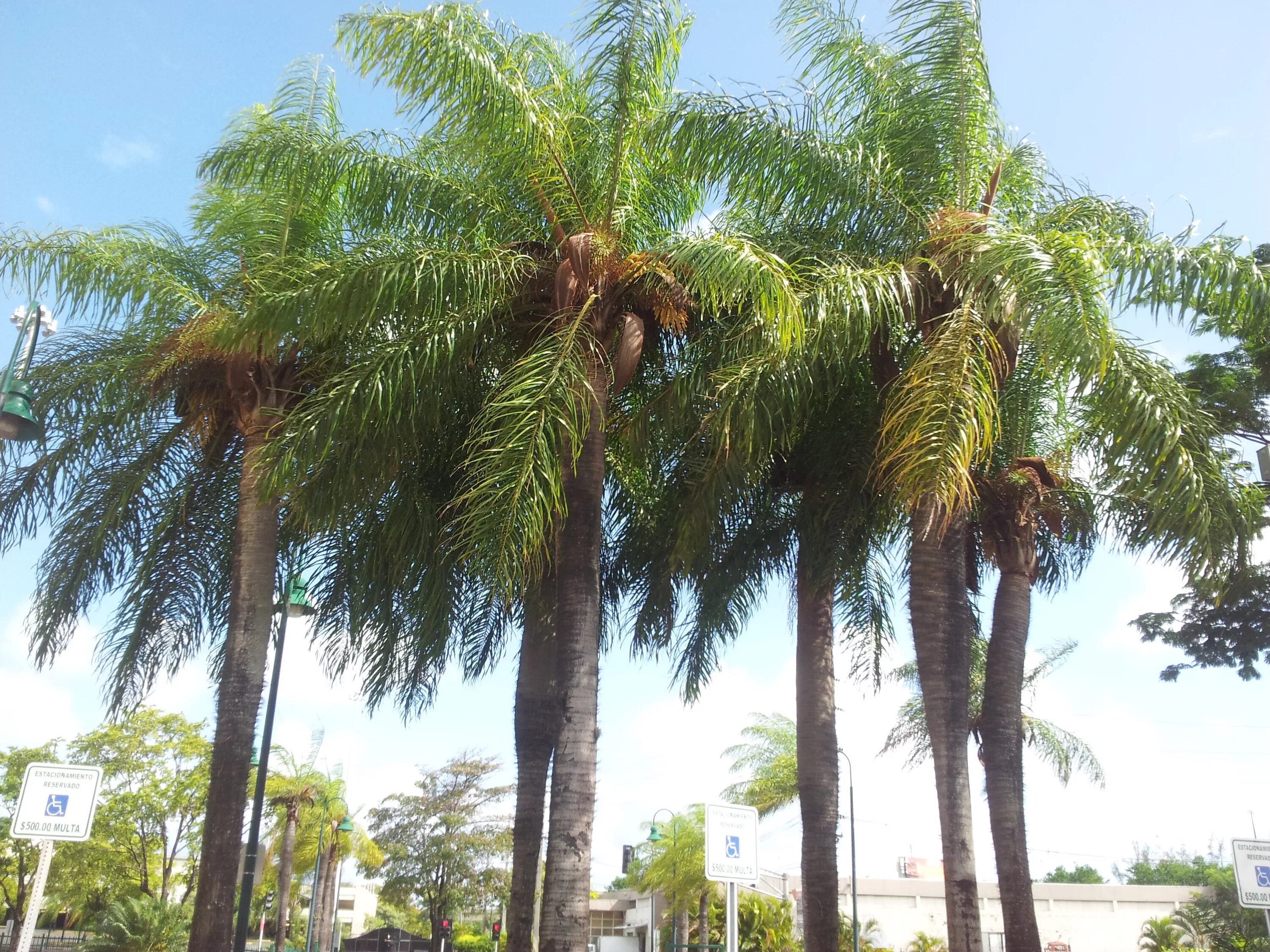 Какие бывают пальмы