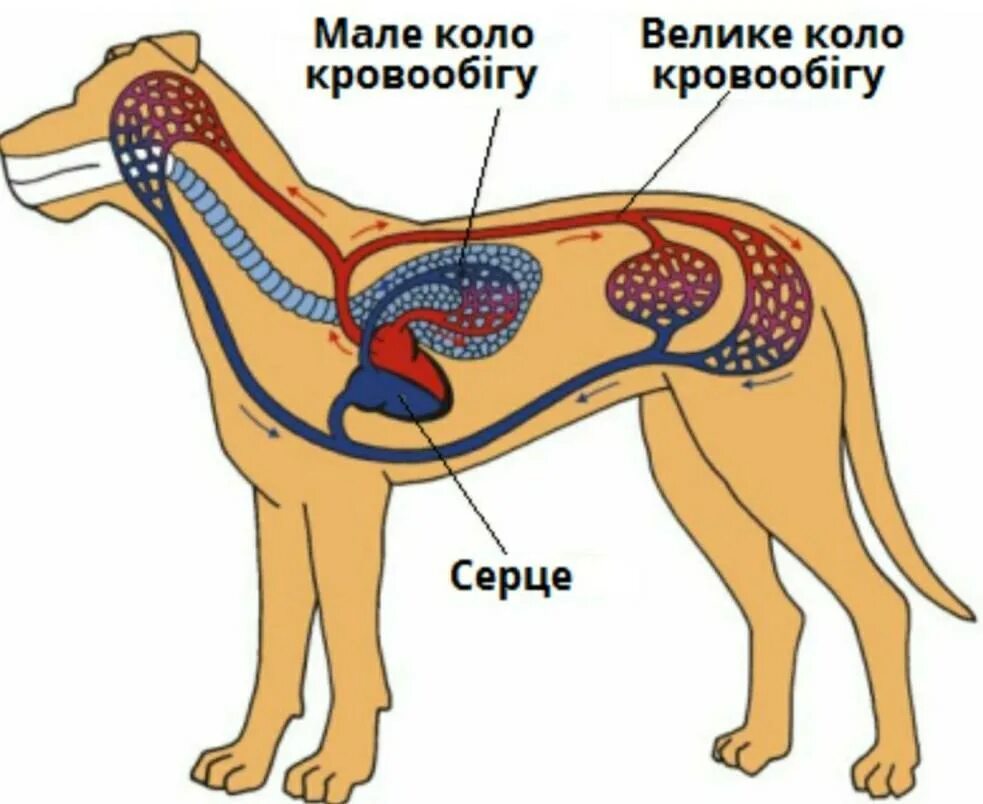 Общее строение организма животного это. Кровеносная система животных. Органы кровеносной системы животных. Системы млекопитающих. Кровеносная система собаки.