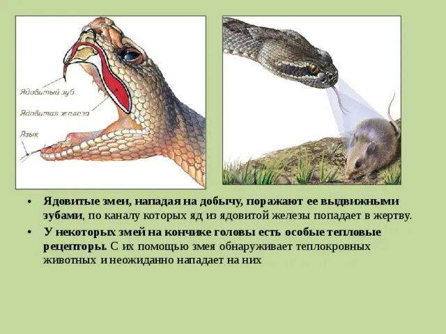 Какое тело у змей. Внешнее и внутреннее строение змеи. Наружное строение змеи.