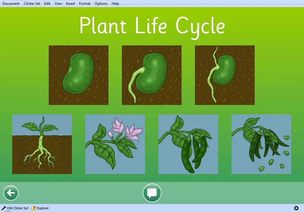 Жизненный цикл растений для детей. Росток из земли. A plant s life. Plant cycle. Plant life cycle for kids.