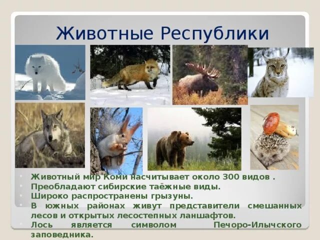 Животные республики коми фото и описание