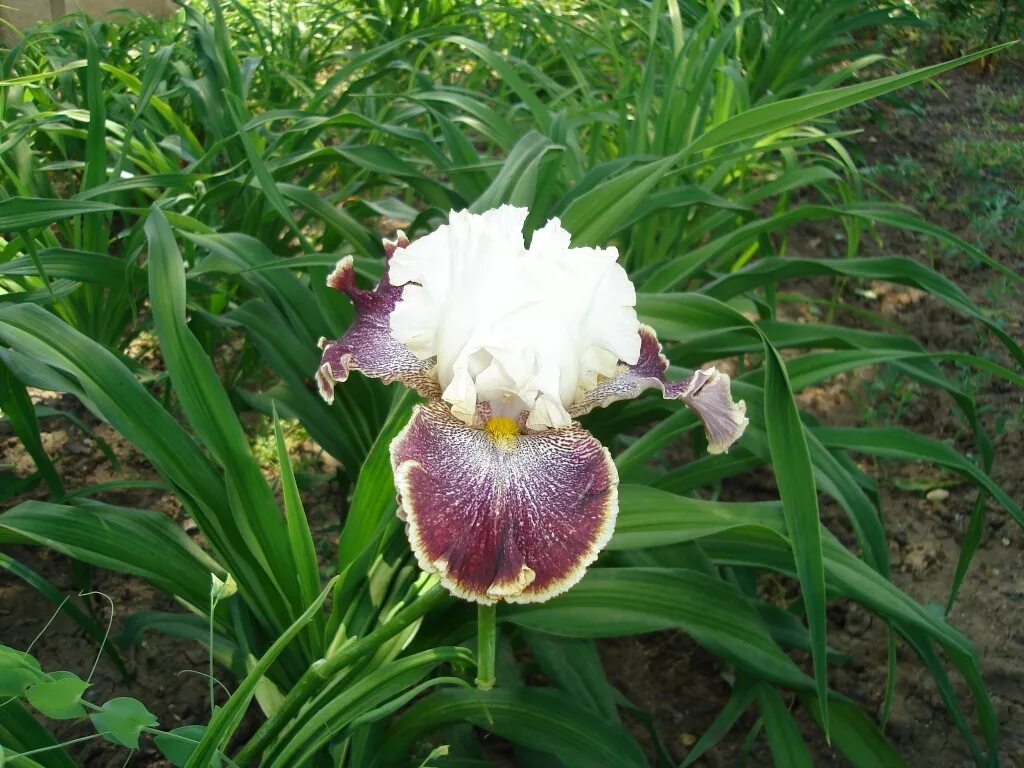 Ирис бородатый сива сива. Ирис man about town. Ирис пермь. Дом ирис пермь чернышевского 15 в. Ирис тонколистный синий.