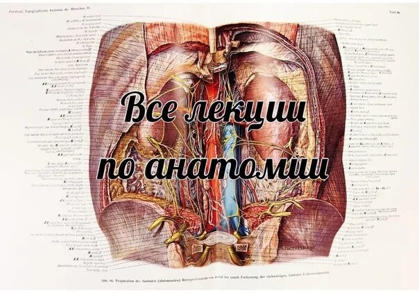 Лекции и практики по анатомии и физиологии человека.