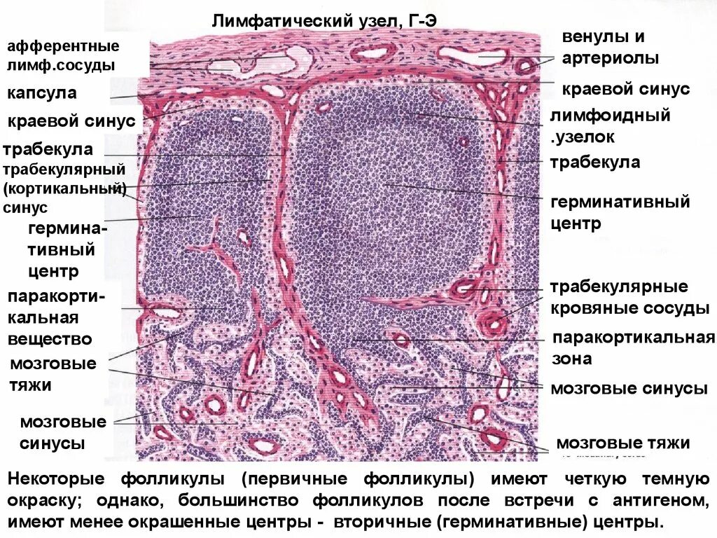 Ткань селезенки. Лимфатический фолликул гистология. Лимфатический узел гистология препарат. Лимфоидный узел гистология препарат. Лимфоидный фолликул гистология.