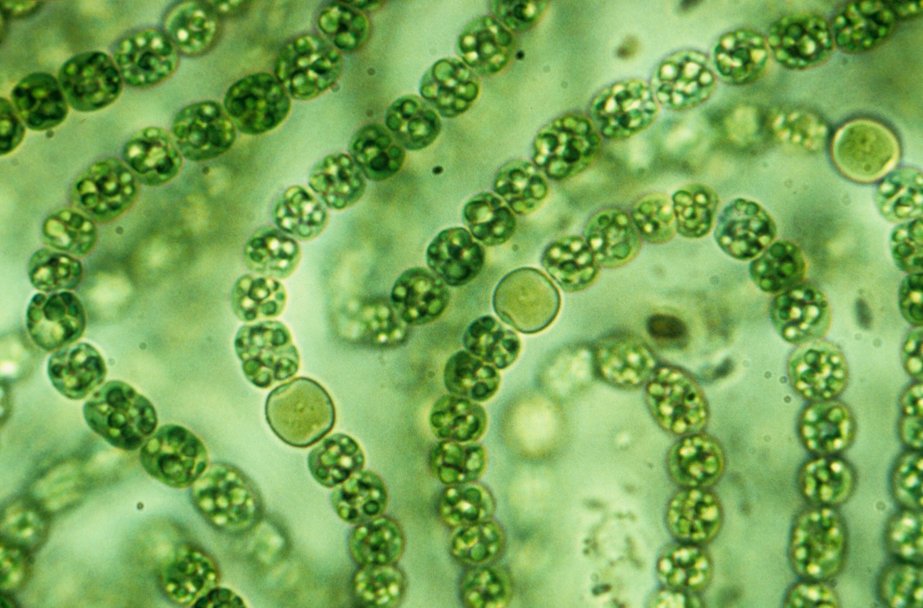 Цианобактерии носток. Цианеи сине зеленые водоросли. Цианобактерии Архей. Цианобактерии бациллы. Группы организмов цианобактерии