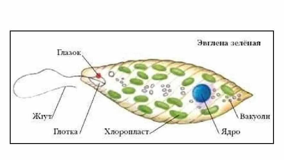 Стигма у эвглены. Митохондрии эвглены зеленой. Схема строения эвглены зеленой. Одноклеточные эвглена. Митохондрии эвглены зеленой.