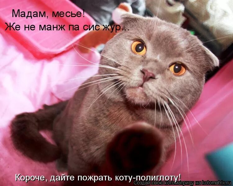 Господа же не манж па сис жур. ЧЕКУПИЛ кот. Жё нё манж па сис. Месье кот. Давай short