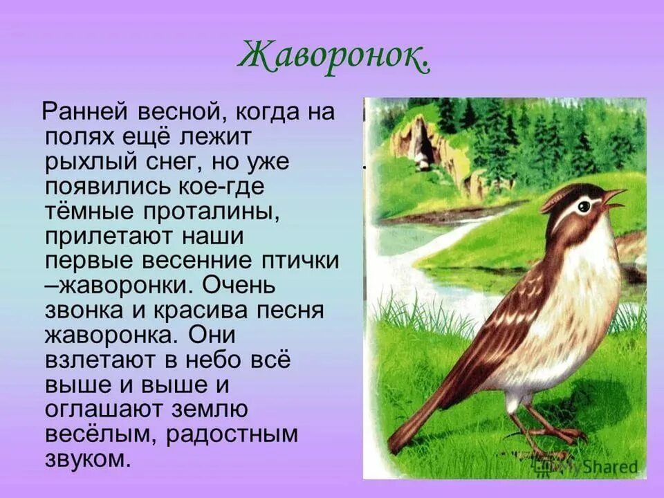 Доклад про весеннюю птицу. Сообщение о весенних птицах. Доклад про птиц. Жаворонок.