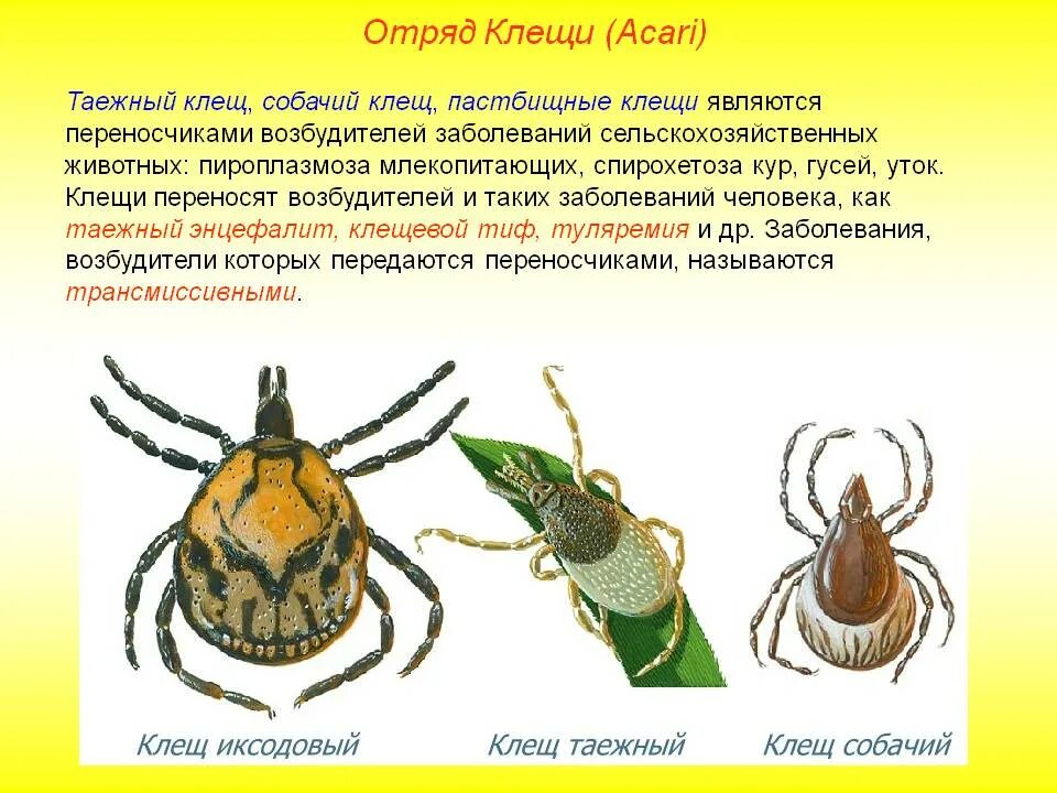 Является переносчиком клеща заболевание. Класс паукообразные отряд клещи. Пастбищный клещ переносчик. Таёжный клещ (класс паукообразные). Таежный клещ ПАУКООБРАЗНЫЙ.