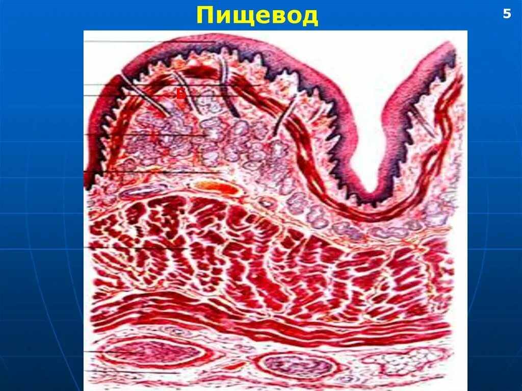 Железы пищевода гистология. Слизистая оболочка пищевода. Функция желез пищевода. Кардиальные железы пищевода.